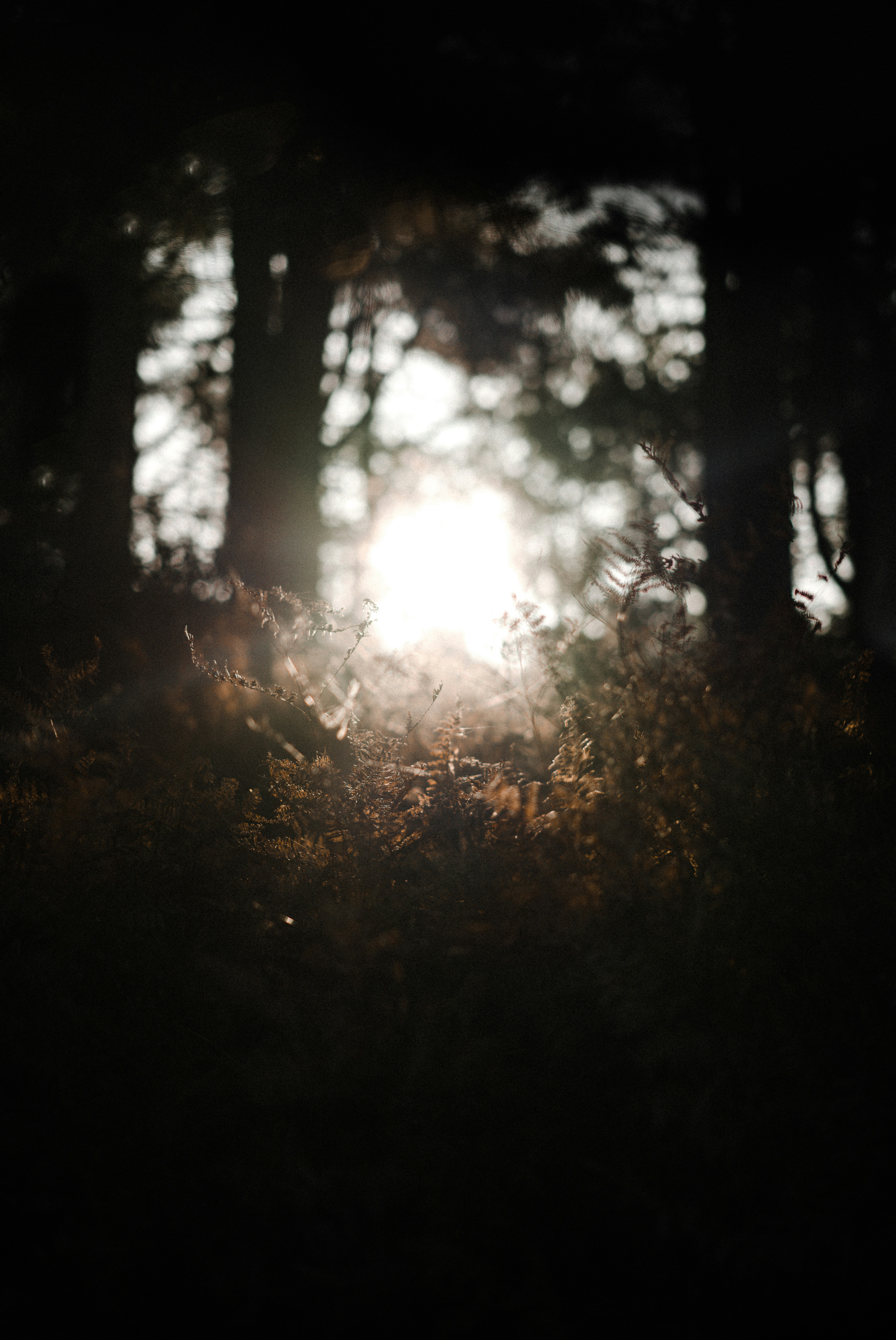 Photo by anniespratt