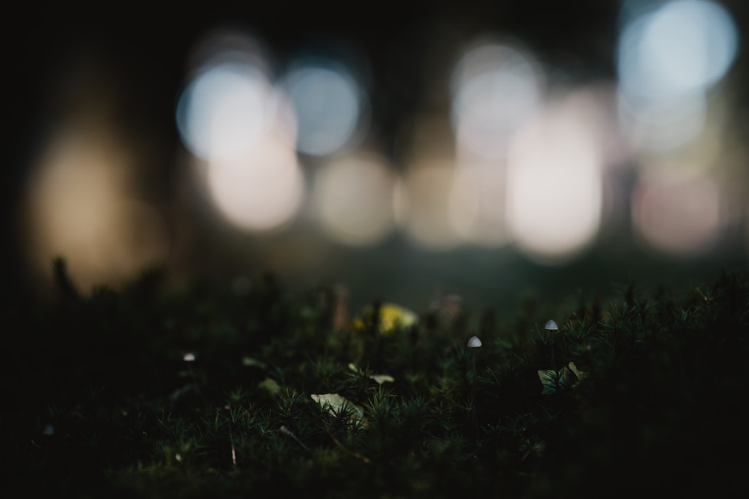 selective focus photography of green grass field