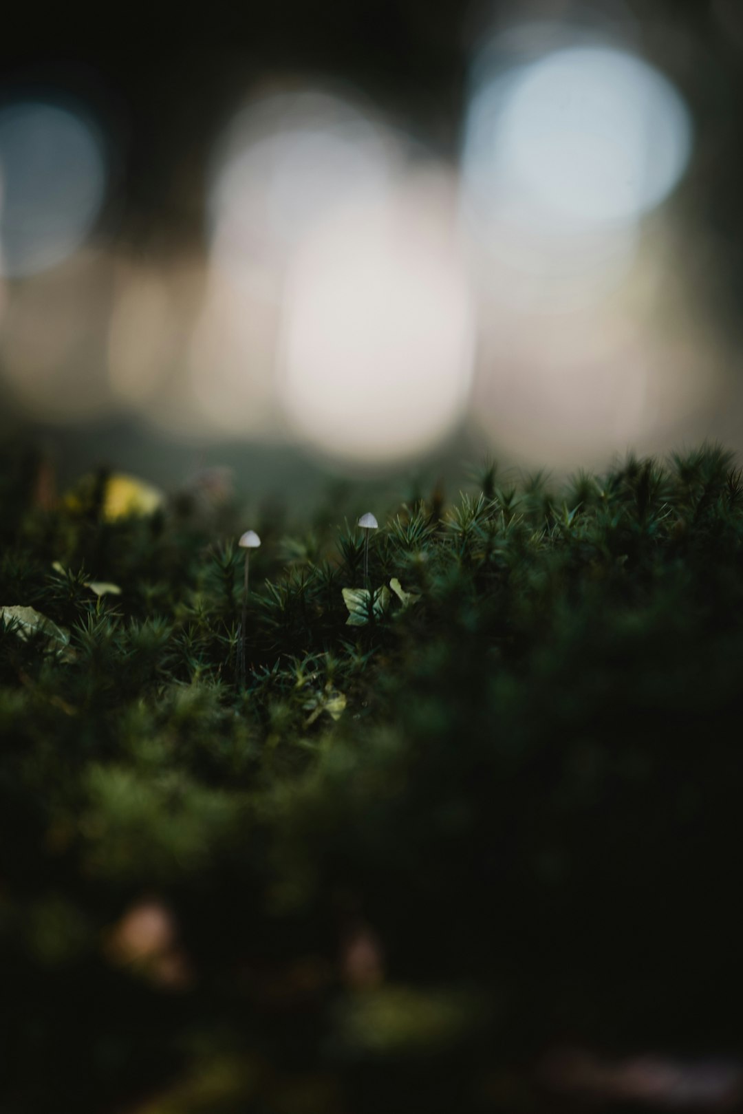 selective focus photography of green grass field