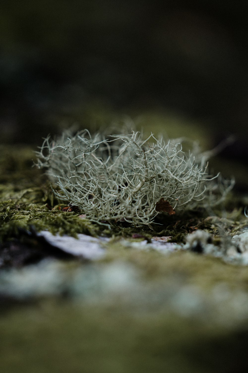 selective focus photography of grass