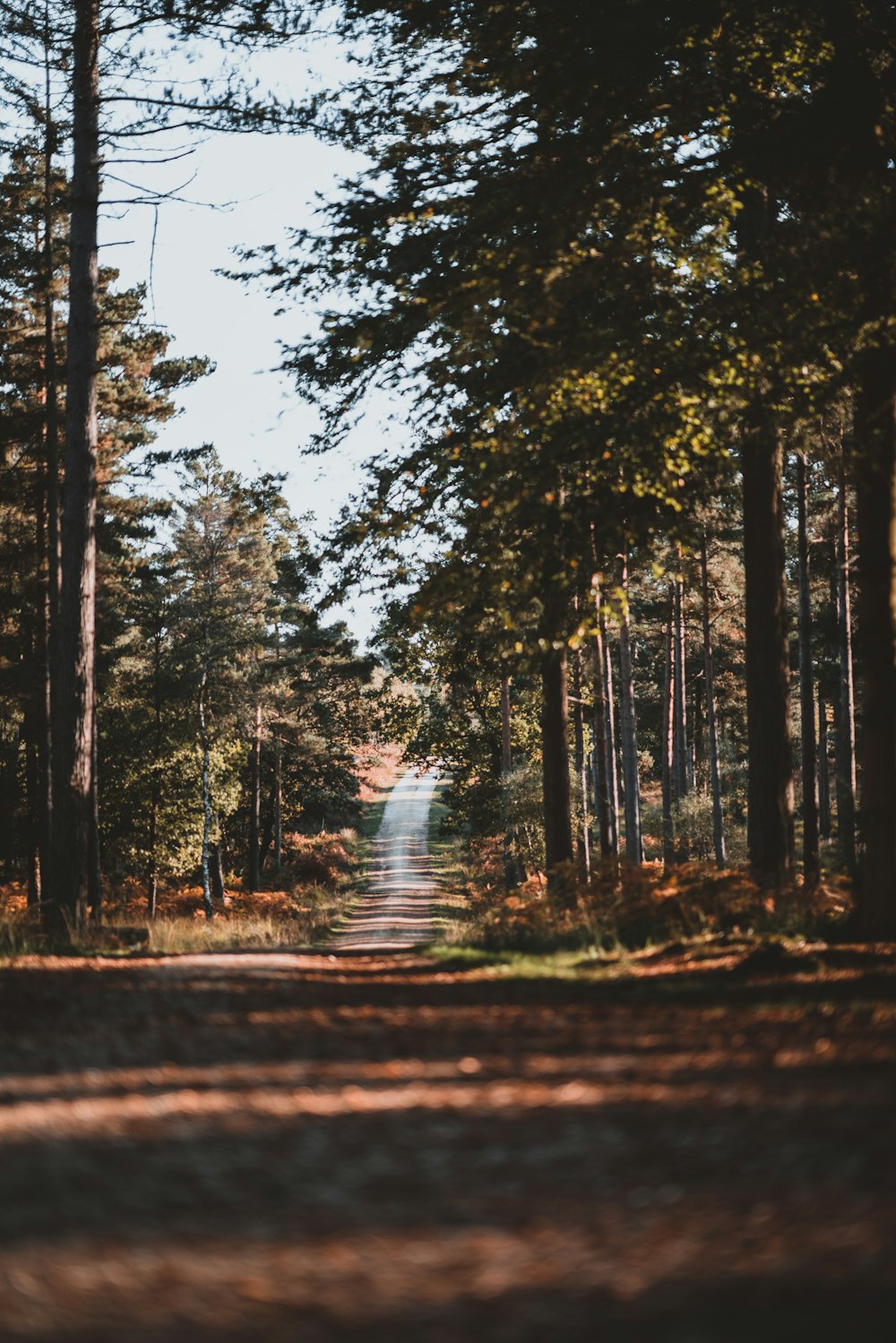 road in between pine forest