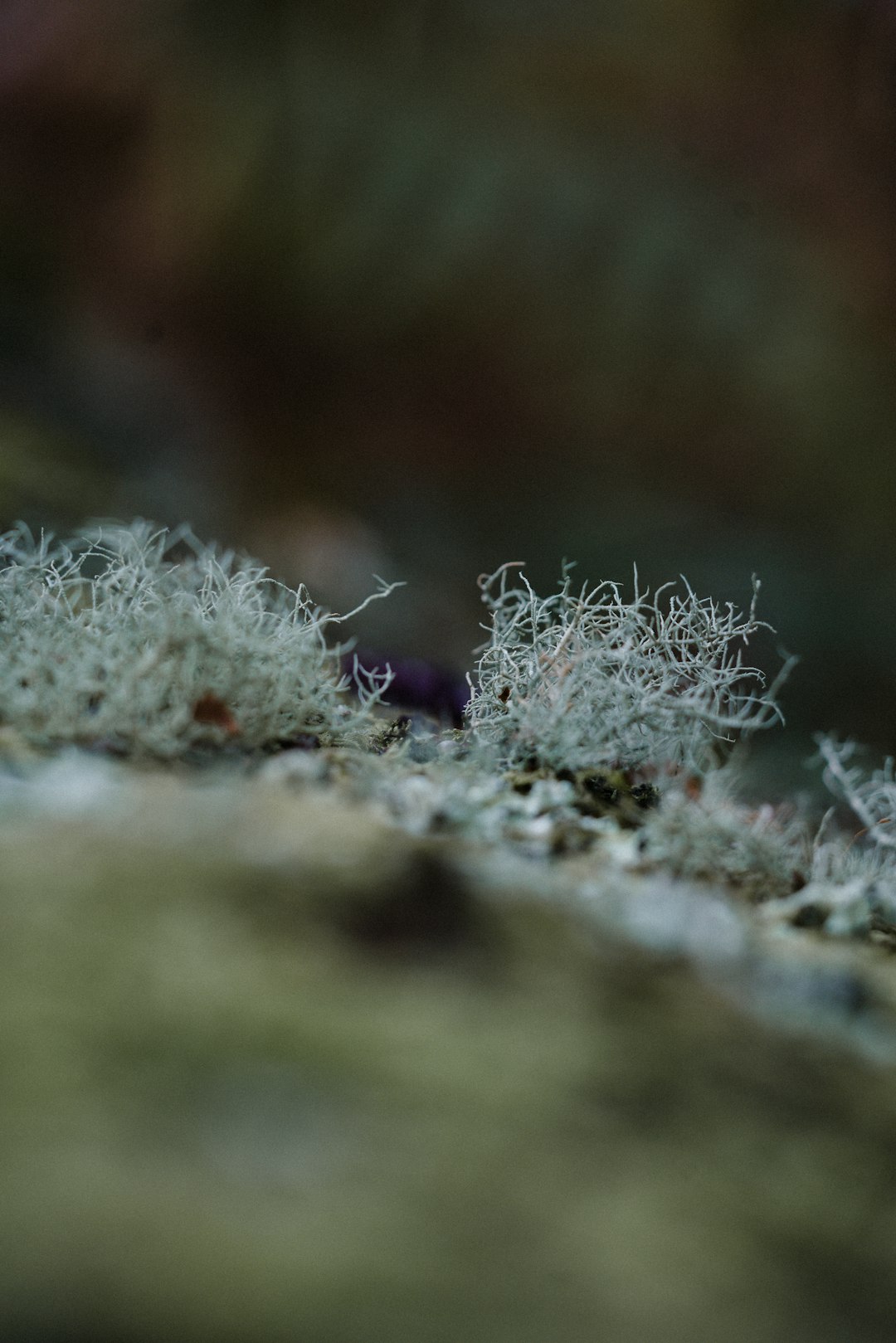 selective focus photography of grass