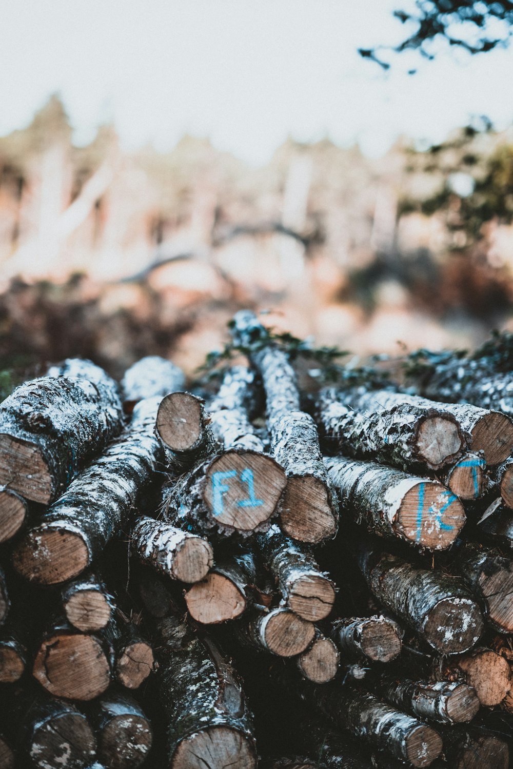 pile of log lot