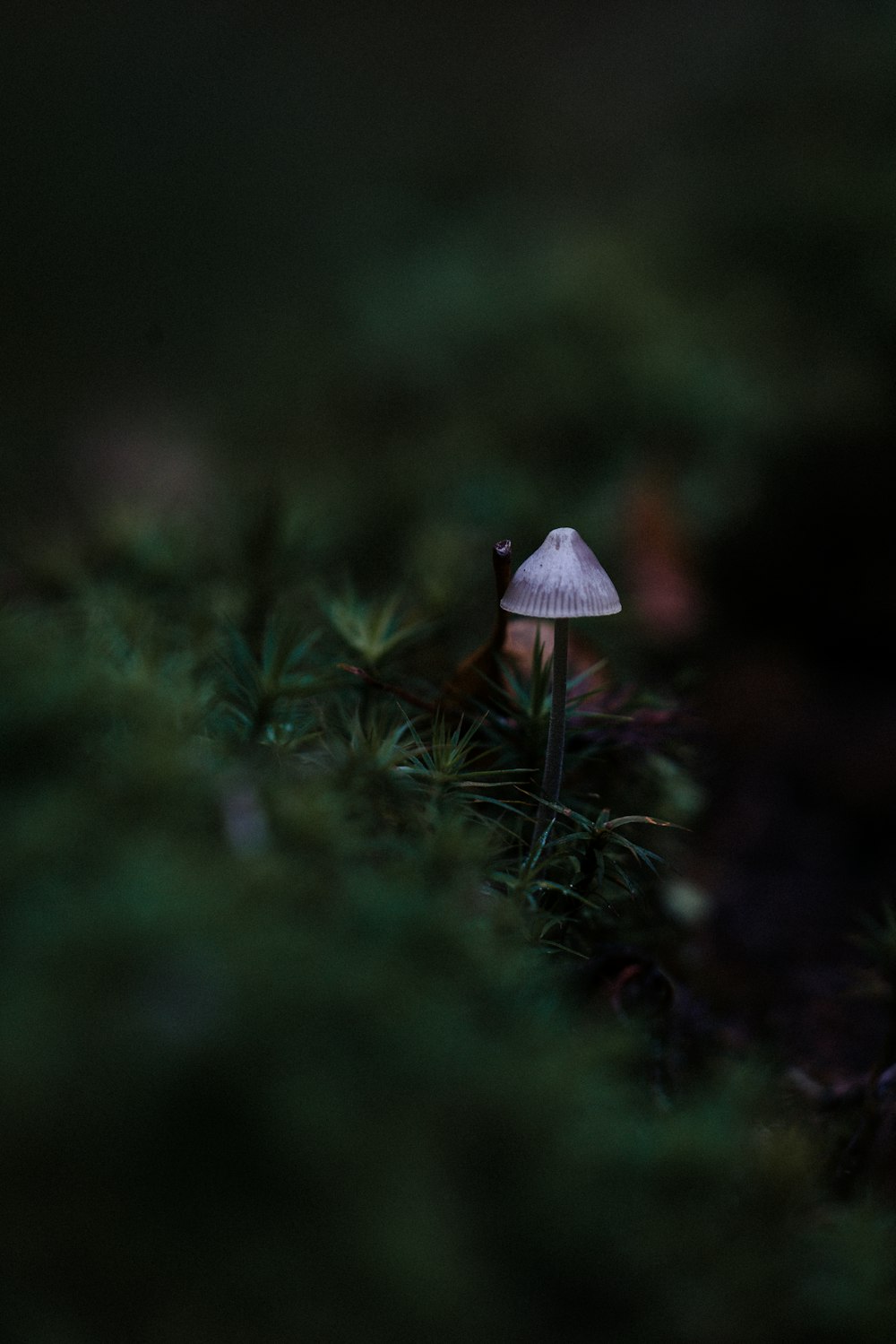 selective focus of purple mushroom