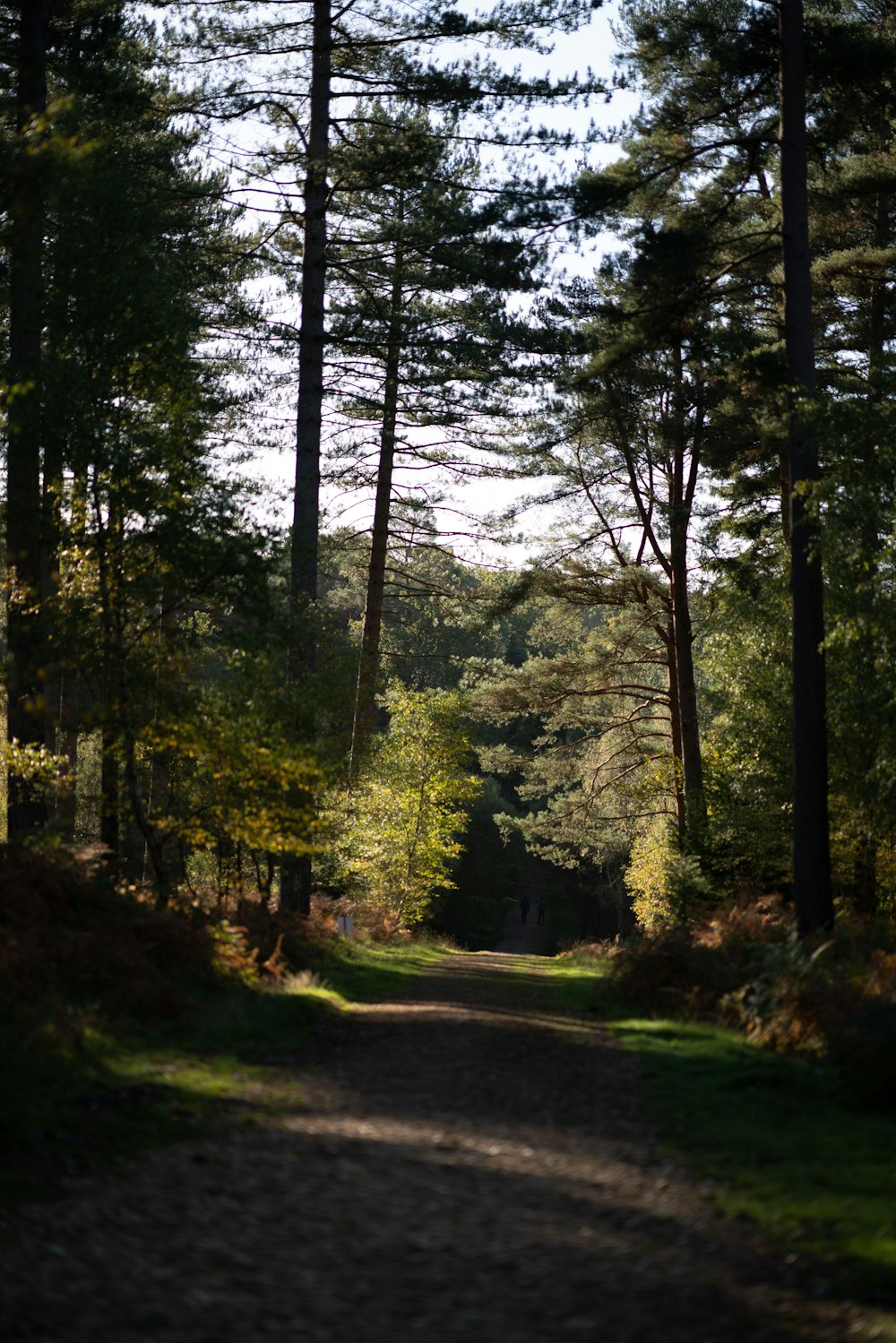 dirt road under green leaf trees