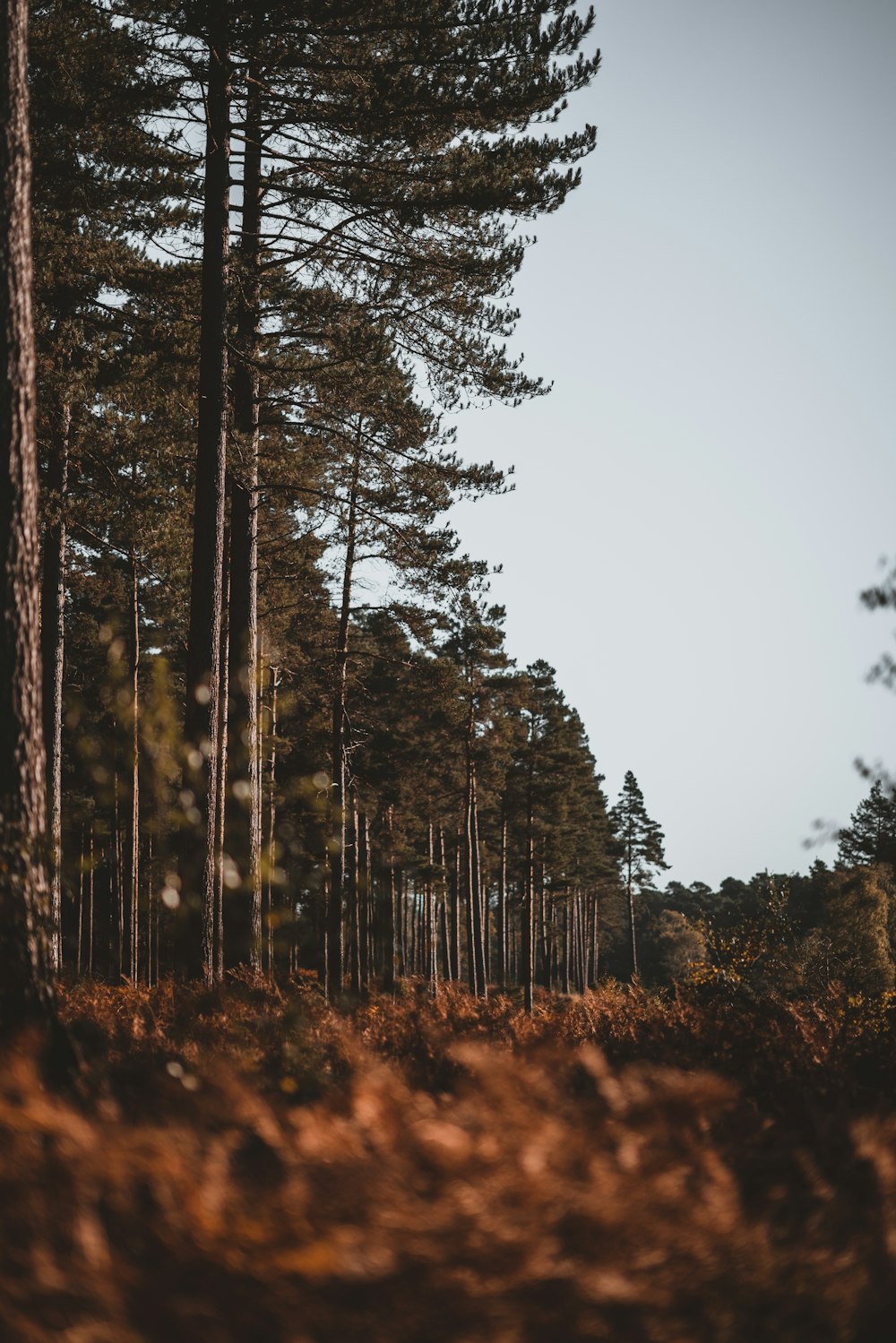 pine forest during day time