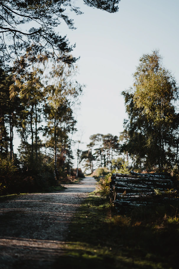A serene forest path bathed in soft morning light, symbolizing verdeluxe's commitment to sustainability and nature.