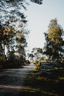 A serene forest path bathed in soft morning light, symbolizing natural vitality.