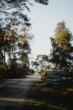 A serene alpine forest path bathed in soft natural light, inviting calm and focus.