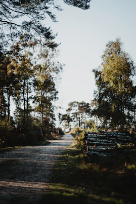 A serene forest path bathed in soft morning light, symbolizing verdeluxe's commitment to sustainability and nature.