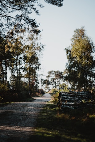 A serene forest path bathed in morning light, emphasizing natural wellness.