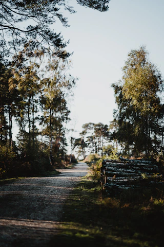 A serene pine forest path bathed in soft morning light, capturing the calm essence of Nõmme living.
