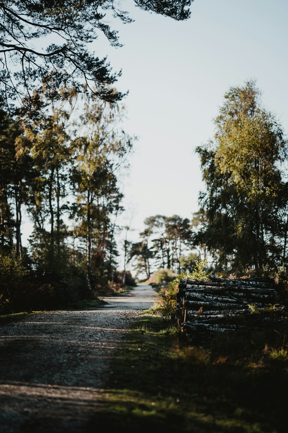 green trees between road during daytime