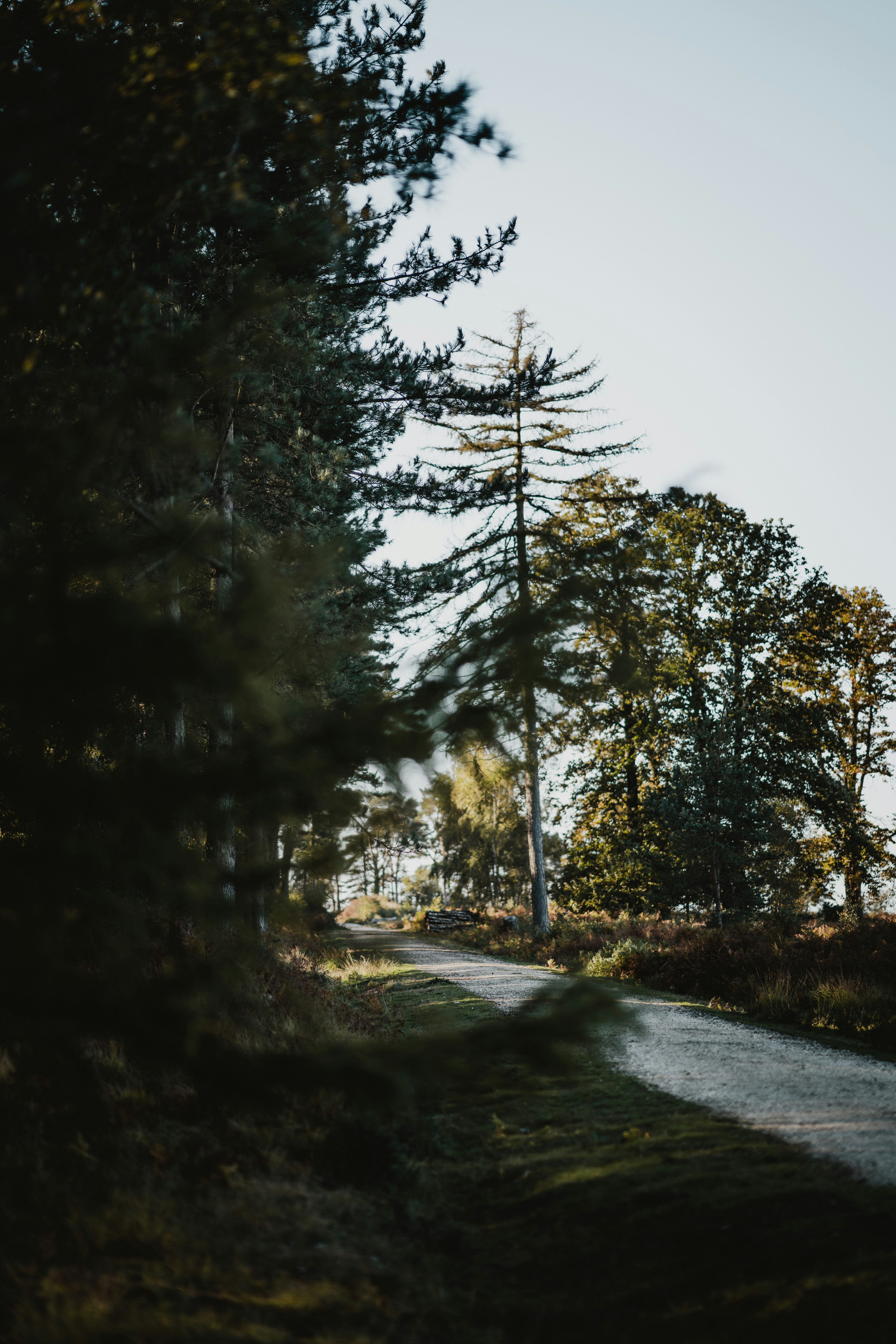 rough road beside inline trees during daytime