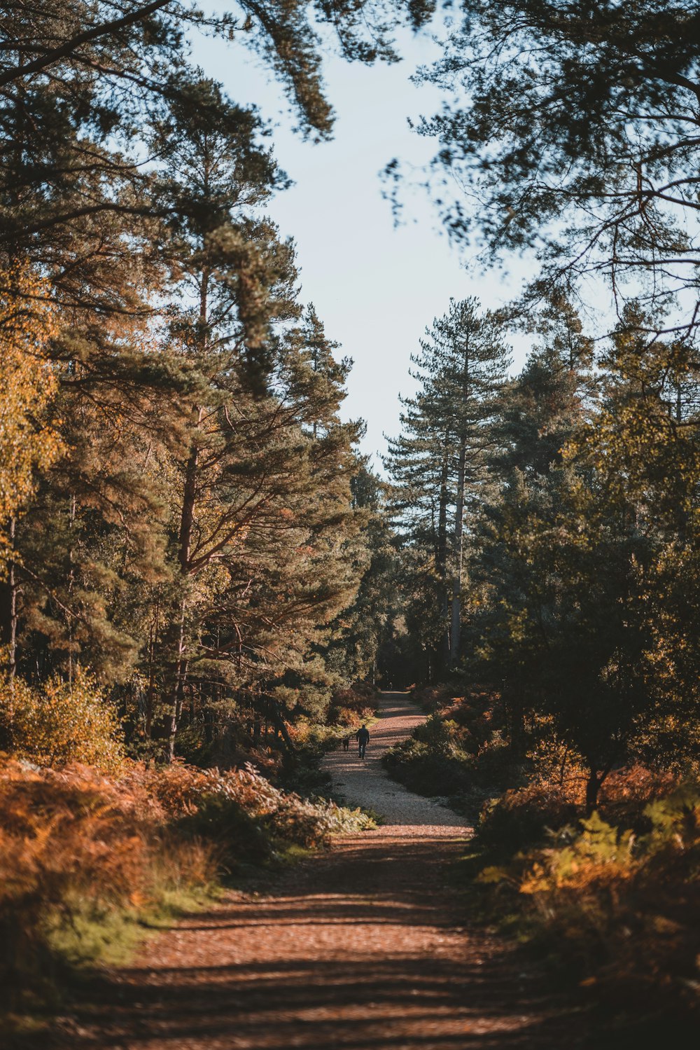 road between trees