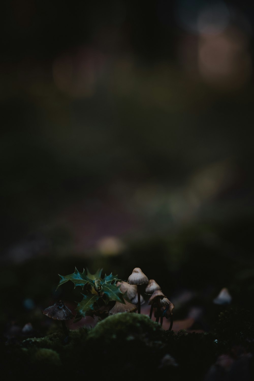 selective focus of brown mushrooms