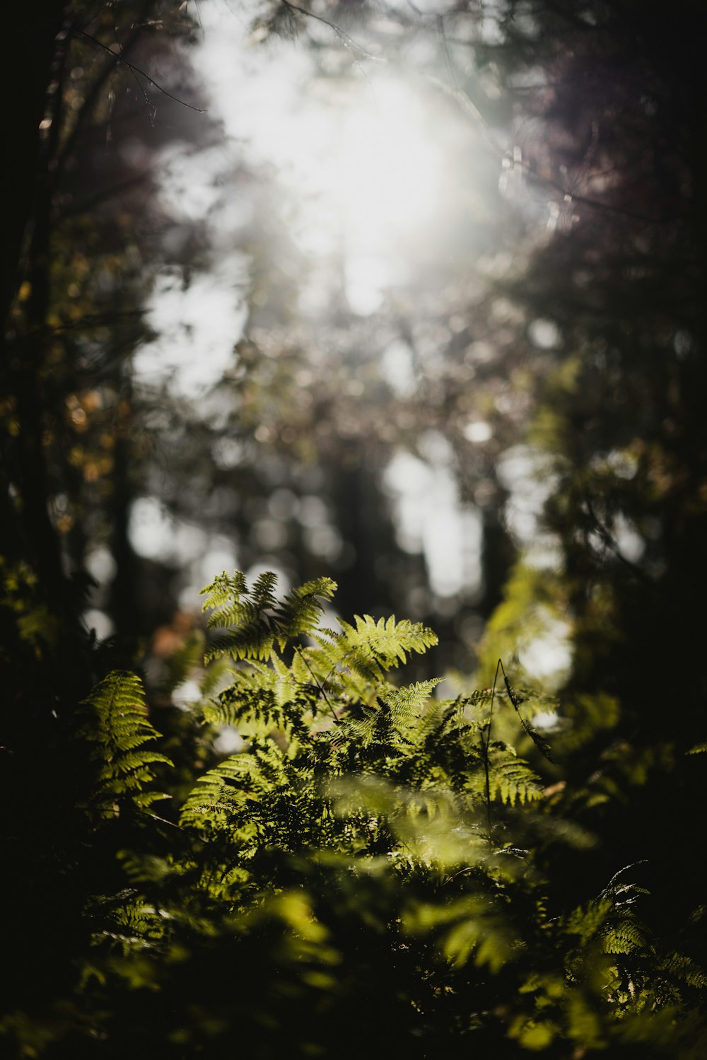 piante di felce durante il giorno