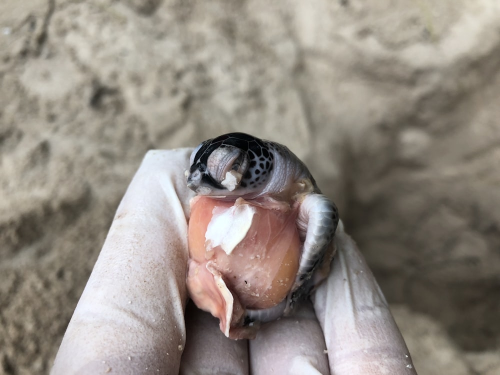 gray and brown animal on human hand