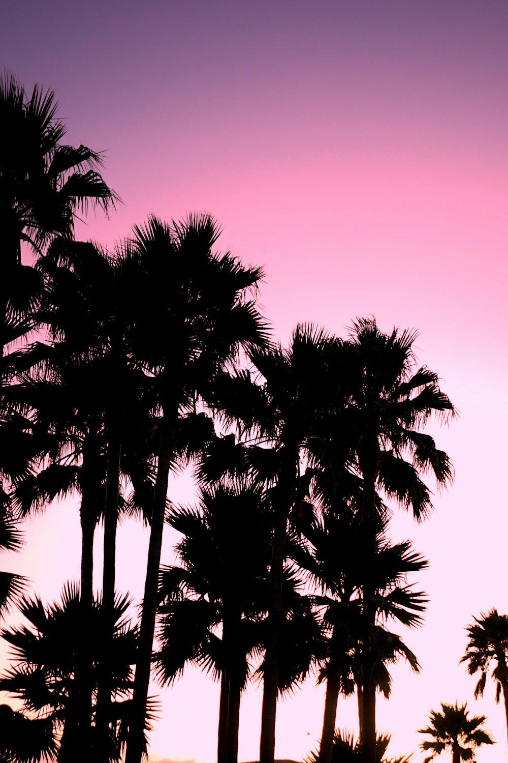 silhouette of palm trees