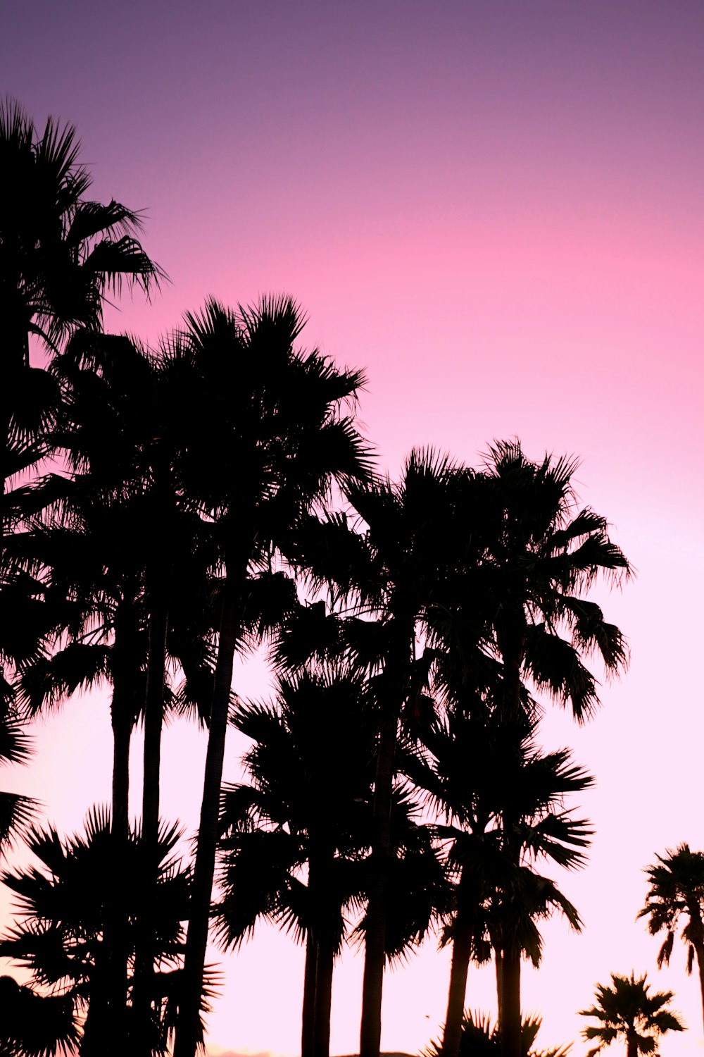 silhouette de palmiers