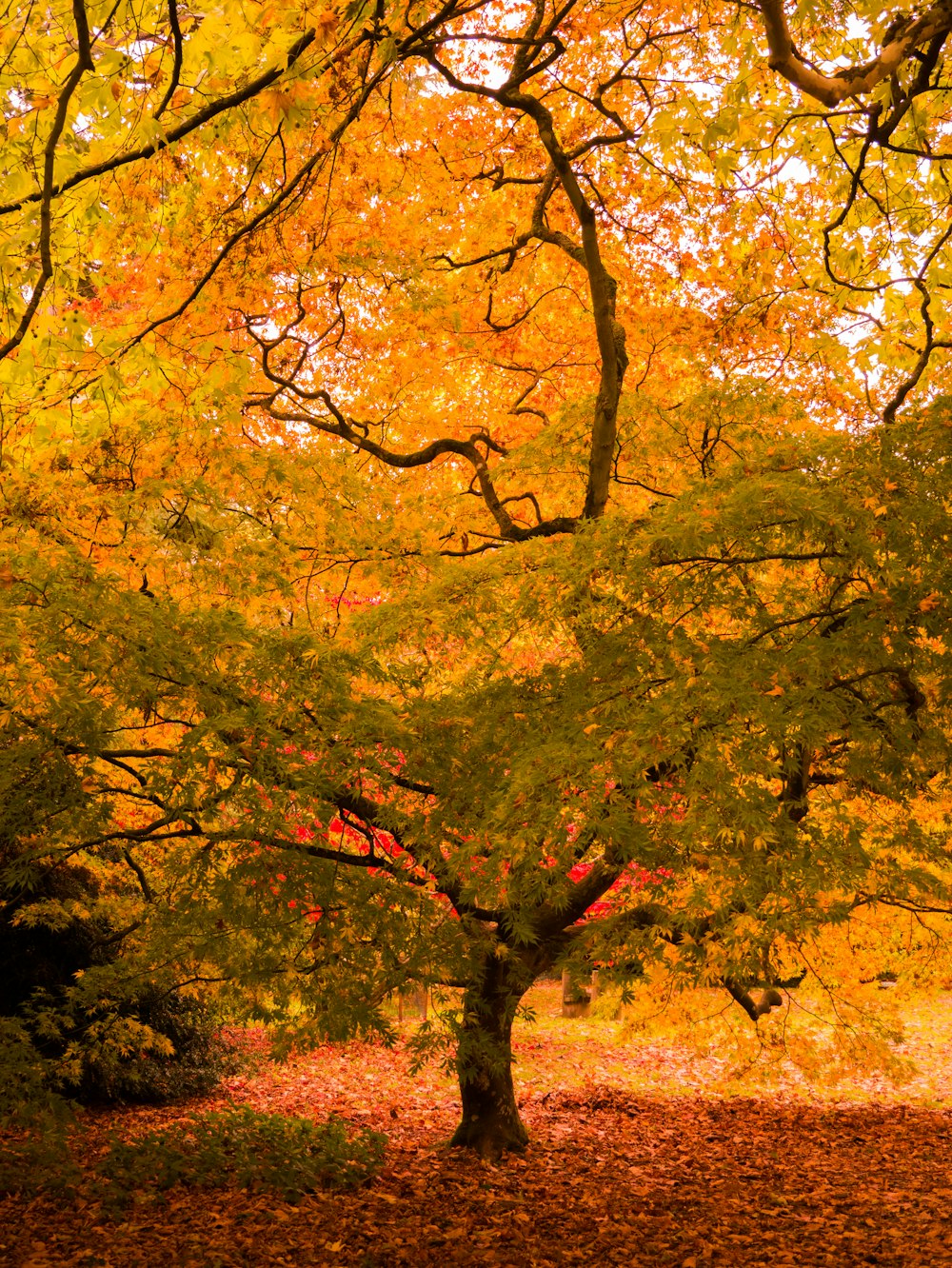 trees during daytime