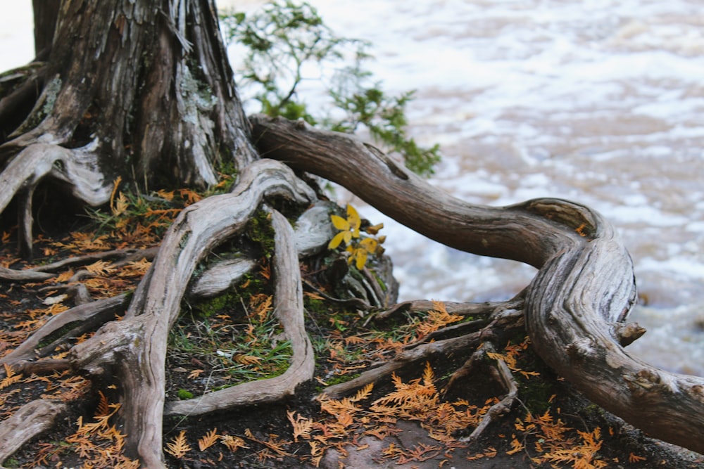 arbre gris pendant la journée