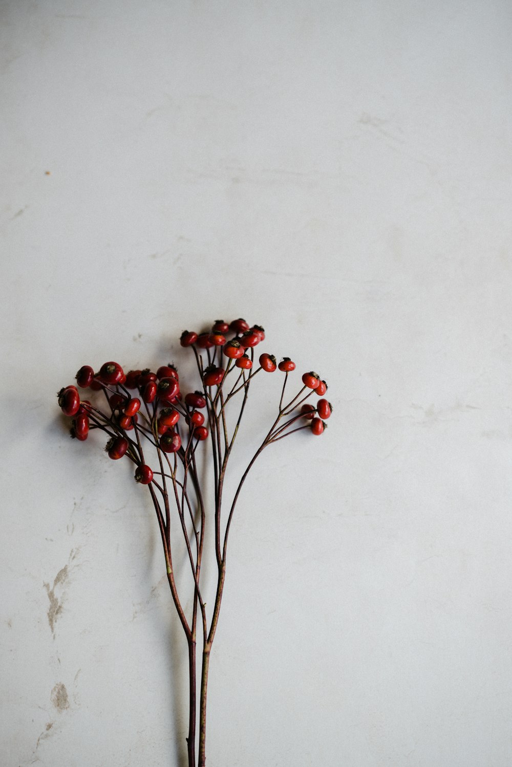 bunch of red mistletoe