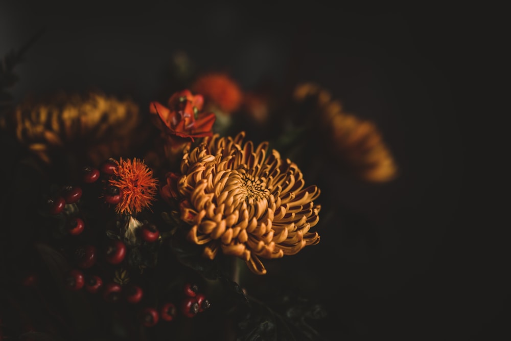 photo fo white and red Carnation flowers