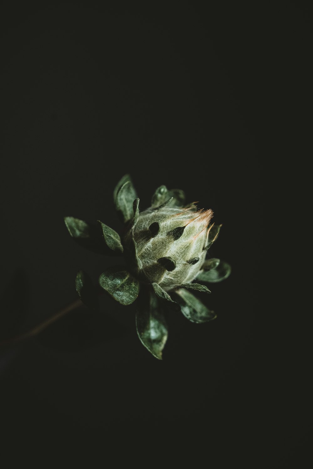 green leafed plant close-up photo