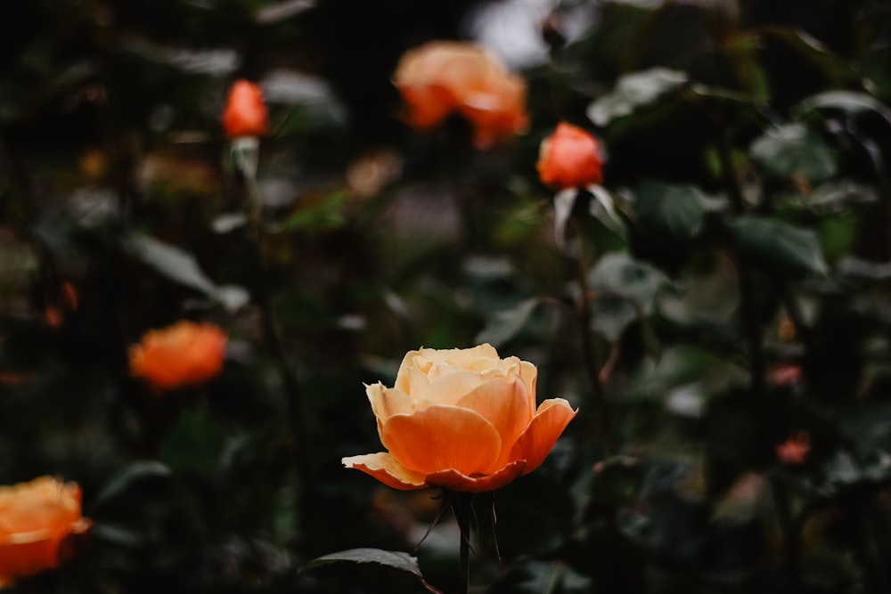 selective focus photography of orange petaled flower