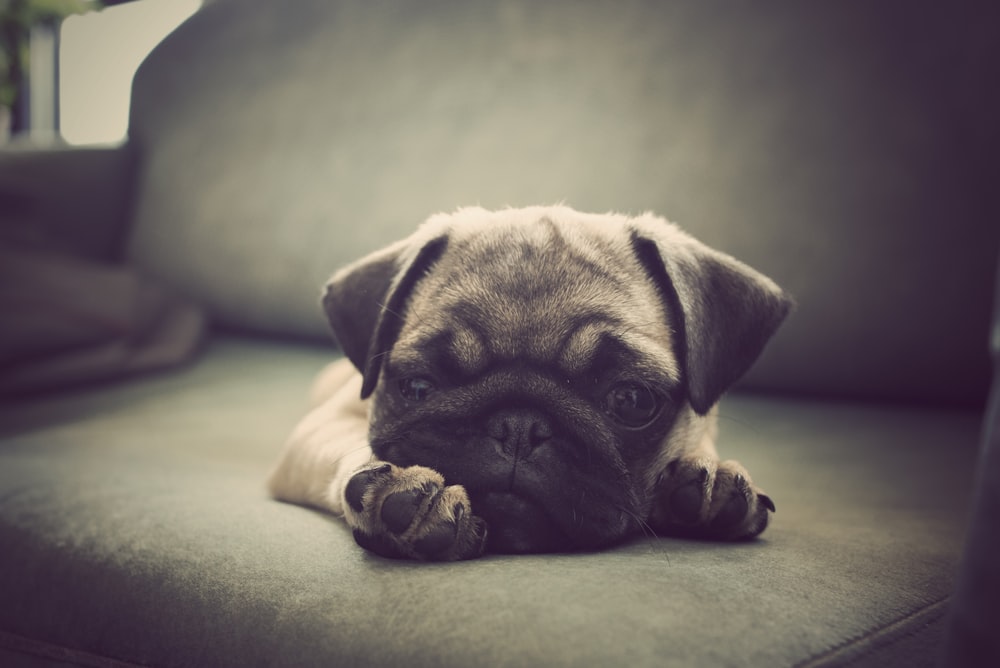 pug lying on sofa