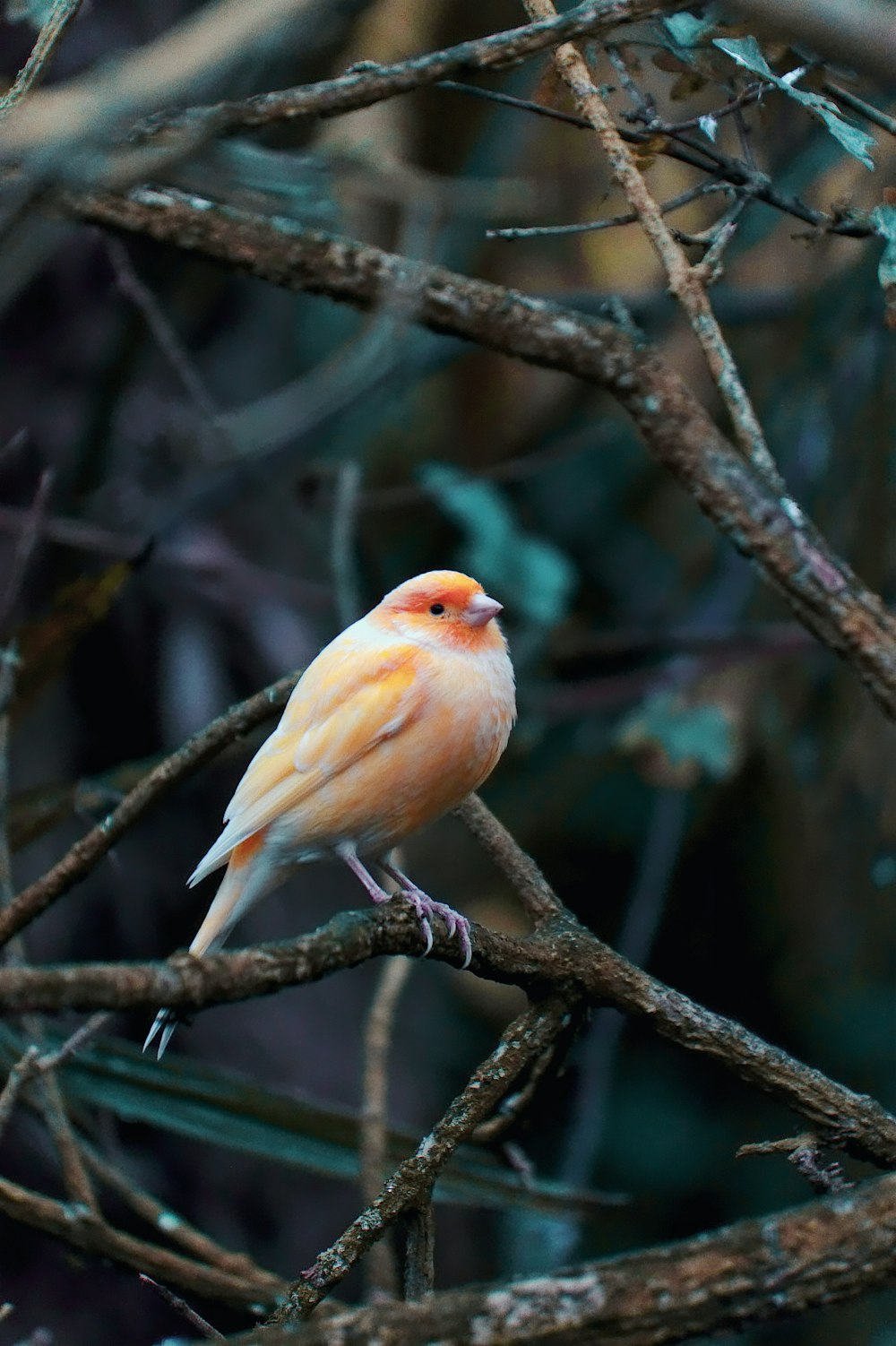 gelber Vogel