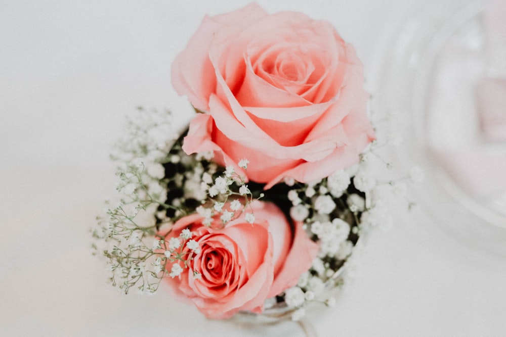 two pink rose flowers