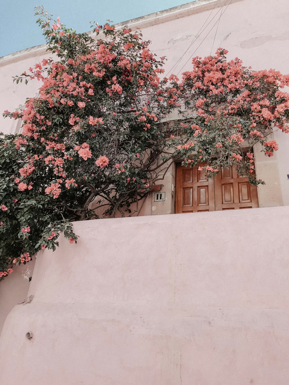 pink petaled flower