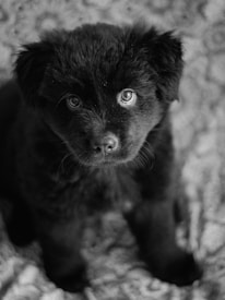 A close-up black and white photograph of a fluffy black puppy with bright, attentive eyes. The background consists of a textured, blurred pattern, drawing focus to the puppy's expressive face.