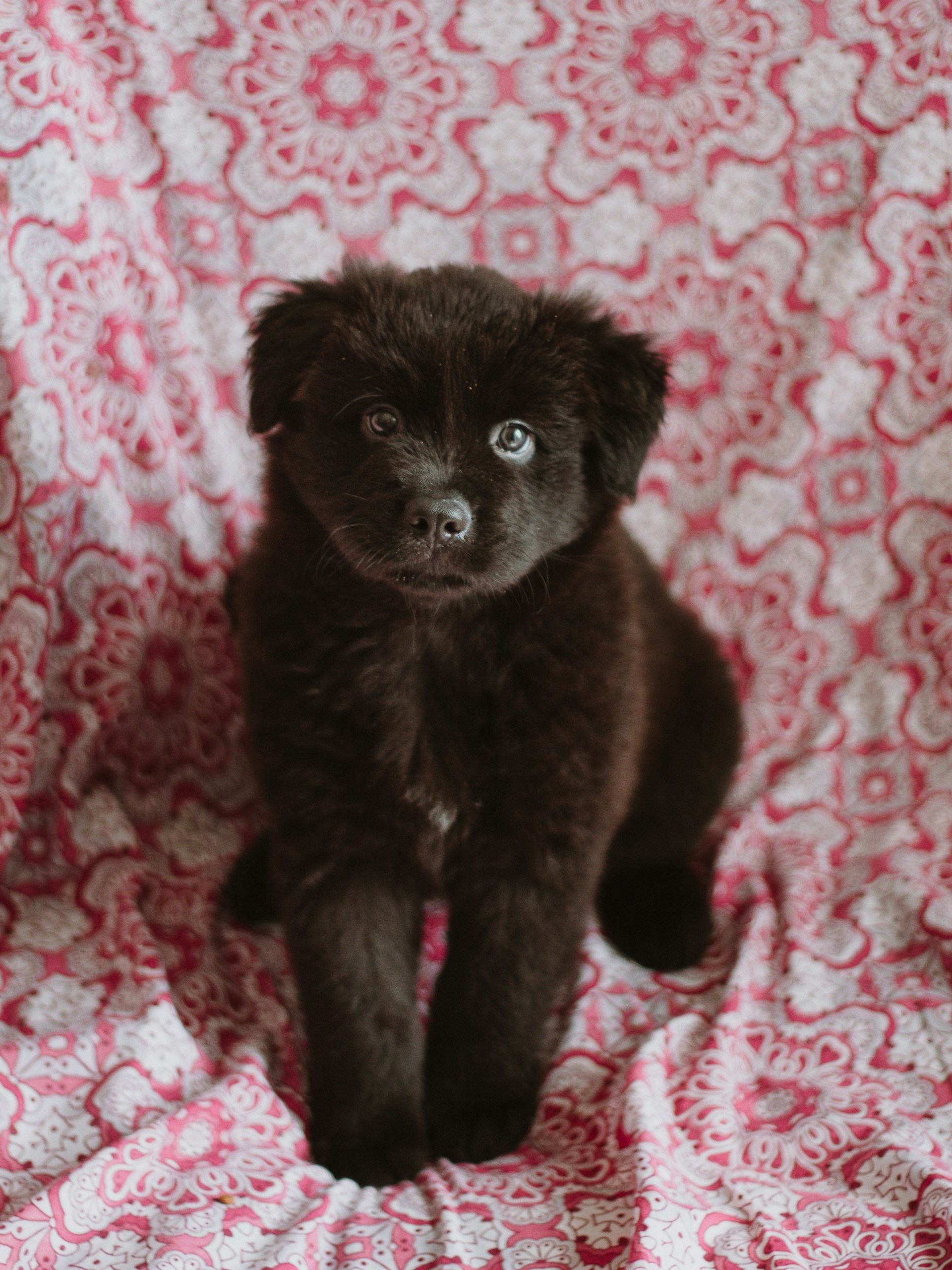 black and white bed linen