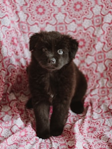 Teacup Pomeranian