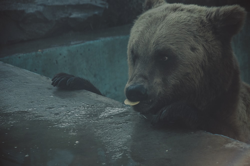 brown bear at pit