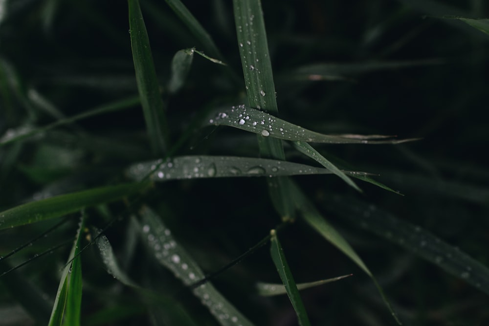 close-up photograph of water dew on leaves