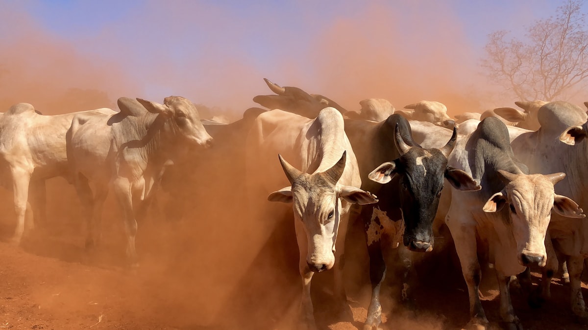 Herd of cattle grazing on a ranch during daytime