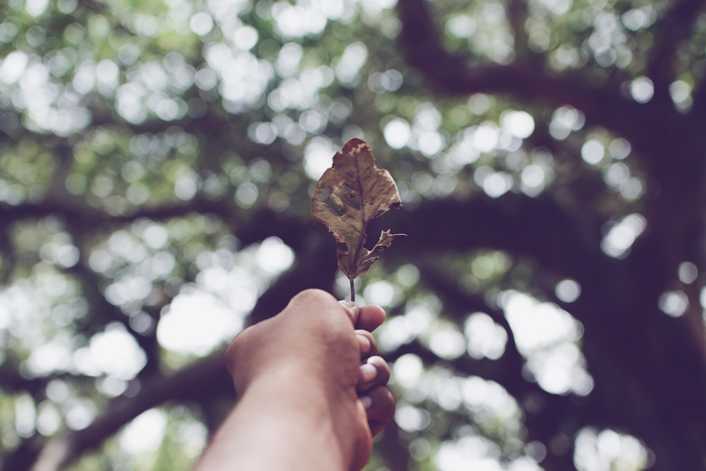 brown withered leaf