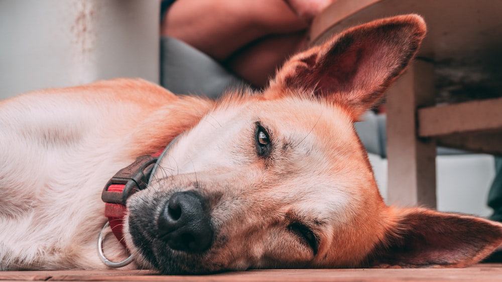 short-coated brown dog lying on floor