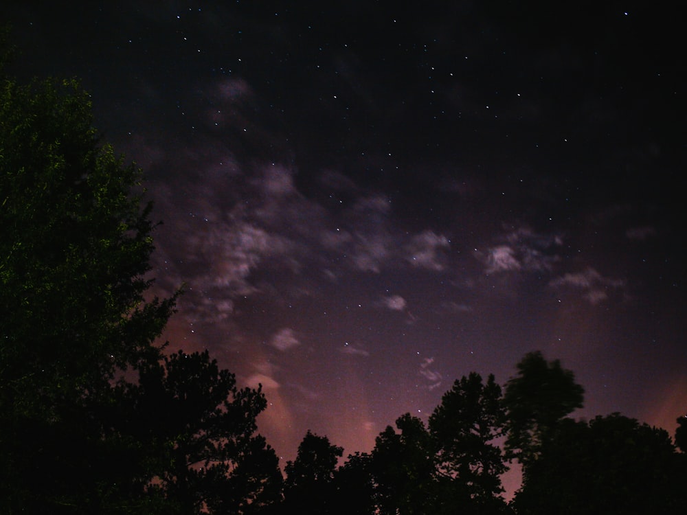 green trees during nigh time