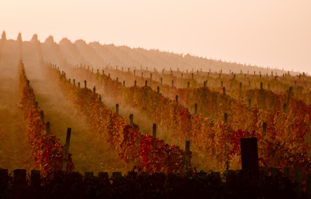 Un viñedo en otoño con el sol brillando en las vides