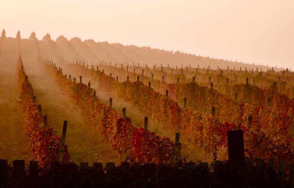 a vineyard in the fall with the sun shining on the vines