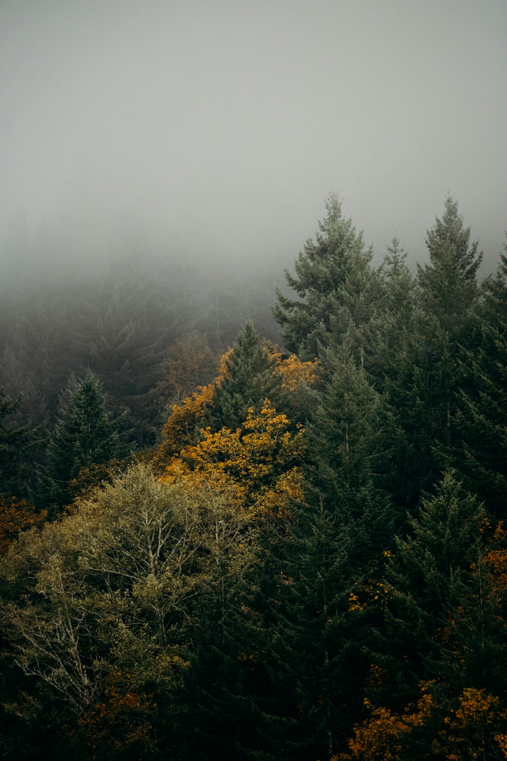 fog covering pine forest