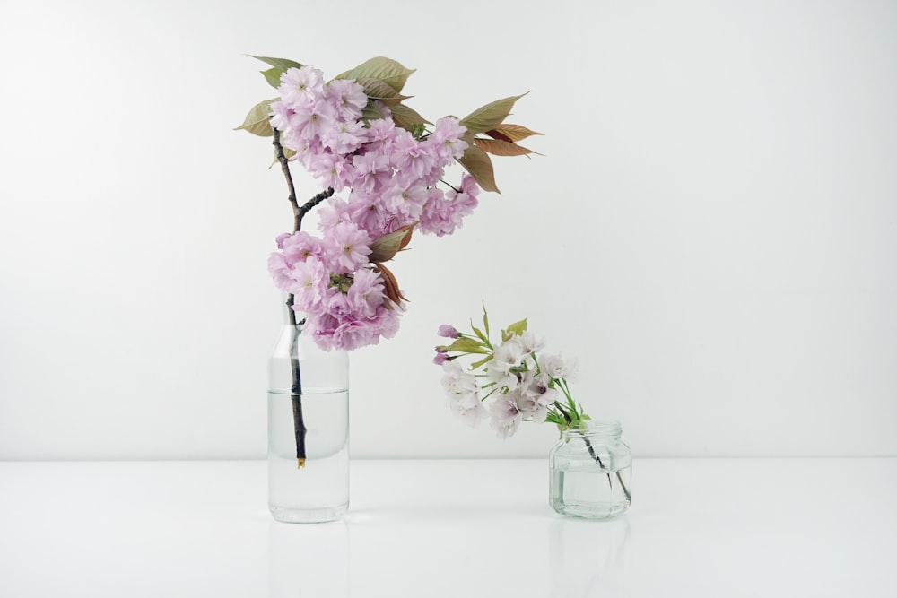 green-leafed plant with white and purple flowers in clear flower vase