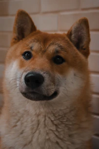 Close-up of a Shiba Inu puppy with bright eyes and shiny coat, showcasing excellent genetics.