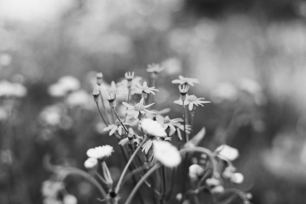 Fotografía en escala de grises de flores
