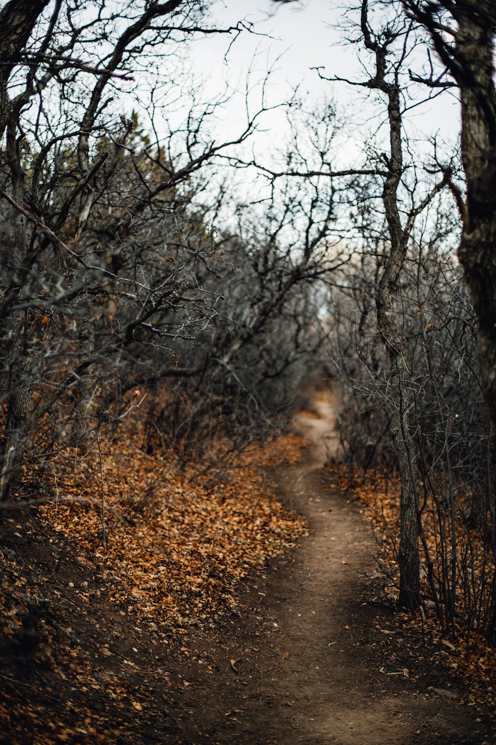 black leafless trees and pathway